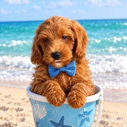 Caramel Apple - Red  male Goldendoodle puppy in Daytona Beach, Florida from Beach Doodles