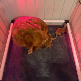 Boy 1 - Dark golden male Golden Retriever puppy in Ozark, Alabama from Nomadic Reds Golden Retrievers