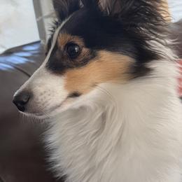 Shetland Sheepdog All Grown Up from Justsimplyshelties