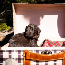 Reverie - Brown female Poodle puppy in Spring Branch, Texas from Mezzo Poodles