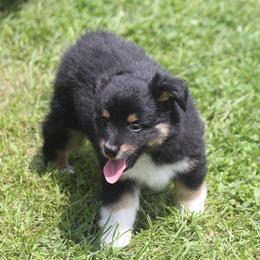 Ace - Black tri male Toy Australian Shepherd puppy in Ionia, Iowa from Sapphire Stables