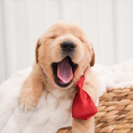Golden Retriever, Miniature American Shepherd, and Siberian Husky Puppies from HuskiesAndGoldensWithFinesse