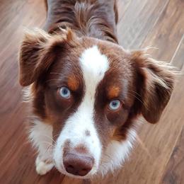 Miniature Australian Shepherds and Toy Australian Shepherds from Outback Aussies Central Texas