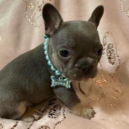 Merry - Blue female French Bulldog puppy in Lakeland, Florida from Fur Love And Puppies