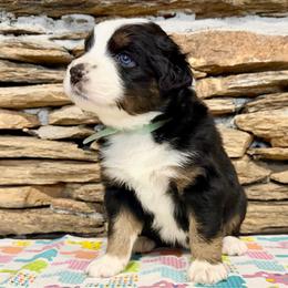 Vega - Black tri-color female Australian Shepherd puppy in Red Springs, North Carolina from Julia Rose Ranch