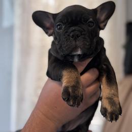 Gizmo - Black and tan male French Bulldog puppy in Kinzers, Pennsylvania from Ashley's French Bulldogs