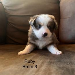 Blue Merle male 3 - Blue merle male Miniature Australian Shepherd puppy in Redding, California from Lavish Luxuries Mini and Toy Australian Shepherds