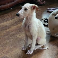 Oliver - Cream male Borzoi puppy in Columbia, North Carolina from Muse Borzoi