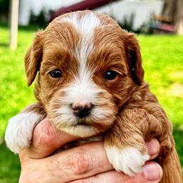 Palmetto - Red  female Goldendoodle puppy in Bountiful, Utah from Red Brick Doodles