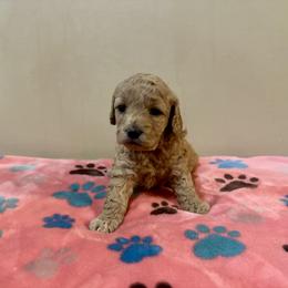 Cockapoo Puppies from M&M Cockapoos