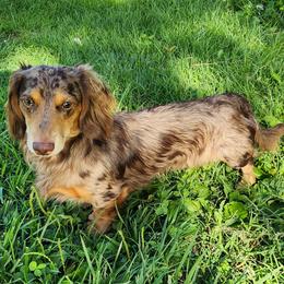 Moose - Dachshund