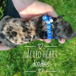 Goldendoodle Puppies from Sacred Heart Doodles