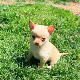 McIntosh Pomchi (tiny) - Blue fawn male Chihuahua puppy in Seneca, Missouri from Stephanie’s Puppy Colony
