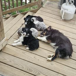 Miniature Australian Shepherd Puppies from Carter's Cuties
