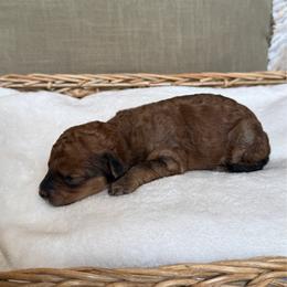Girl 2 - Red  female Goldendoodle puppy in Valley Farms, Arizona from Gall’s Doodle Ranch