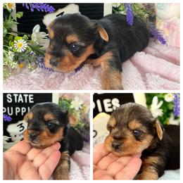 Yorkshire Terrier puppies from Mountain State Puppies