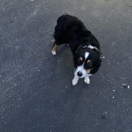 Coco - Black tri female Miniature Australian Shepherd puppy in Prunedale, California from 4MLA STABLES
