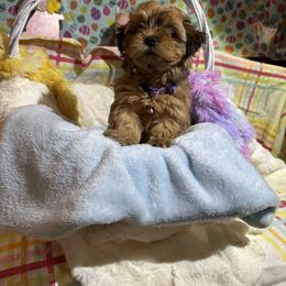 Goddess Venus - Red sable female Havanese puppy in North Richland Hills, Texas from A Royal Havanese Court