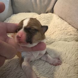 Pink Collar Girl 2 - Red female Pembroke Welsh Corgi puppy in Mountain View, Hawaii from Celtic Corgis