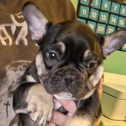 French Bulldogs from A&B4everfrenchies