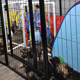 Bloodhounds from Treasures Kennels