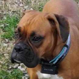 Blanche - Boxer