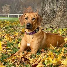Rhodesian Ridgeback Puppies from Supernova Ridgebacks