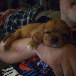 Cavalier King Charles Spaniel Puppies from Majestic Cavaliers