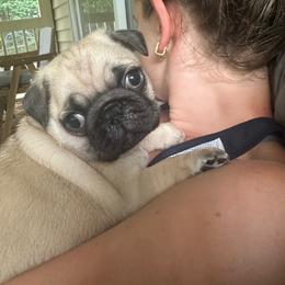 Jet - Fawn male Pug puppy in Charlotte, North Carolina from Pugs & Loves