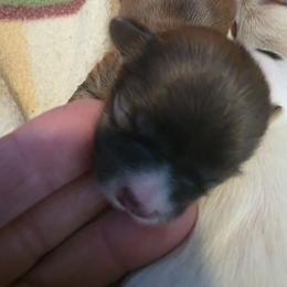 Boy 3 - Brindle male Shih Tzu puppy in Rockmart, Georgia from Sonya Garrett