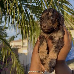 Cosmo - Phantom male Poodle puppy in Corona, California from Garden Of Poodles