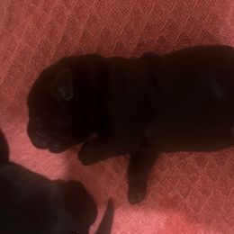 Boy 3 - Black male Labrador Retriever puppy in Woodbury, Connecticut from A Dog’s Life Farm