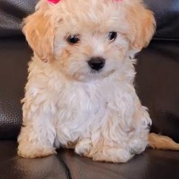 Maltipoo Puppies from Little Cupcakes and Little Pumpkins Maltipoos