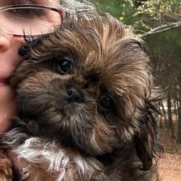 Guppy - Red and white male Shih Tzu puppy in Nekoosa, Wisconsin from Brox Acres House of Fur LLC