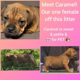 Girl 1 - Fawn sable American Bully puppy in Chesterfield, Virginia from Kilo Company American Bullies