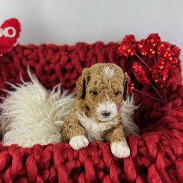Goldendoodle Puppies from Maryland Designer Doodles