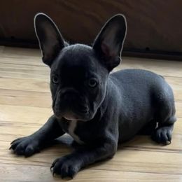 French Bulldogs from Edge of Eden Kennels