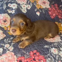 BAXTER - Chocolate and tan male Dachshund puppy in Holtwood, Pennsylvania from Holly Hill Dachshunds