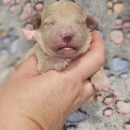 Pink Female - Red  female Goldendoodle puppy in Mocksville, North Carolina from Hunting Creek Farm & Kennel