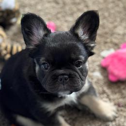 Delilah - Black and tan female French Bulldog puppy in Shakopee, Minnesota from Fishie's Frenchies