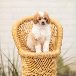 Poodle Puppies from Cityscape Moyen Poodles