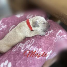Maple - Light golden female Golden Retriever puppy in Los Osos, California from Wise Goldens