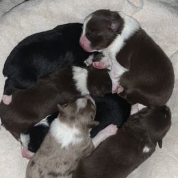 Australian Shepherd Puppies from Page Family Homestead