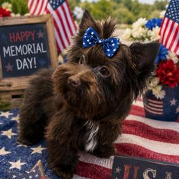Hershey - Chocolate, tan and white male Yorkshire Terrier puppy in Parma Heights, Ohio from ANGELHEARTS YORKIES and yorkie darlings