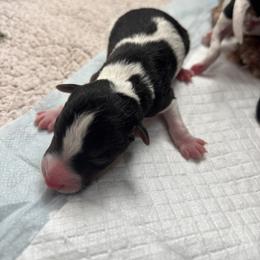 Wire Fox Terrier Puppies from A day in the life of a wire fox terrier