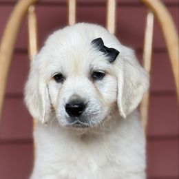 Black Collar-Ready Now - Light golden male Golden Retriever puppy in Pentwater, Michigan from Dumaw Creeks Pups