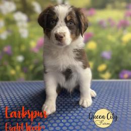 Larkspur - Red tri-color male Australian Shepherd puppy in Falmouth, Kentucky from Queen City Farm