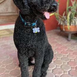 Poodles from Adilen Standard Poodle