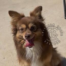 Buck - Australian Shepherd