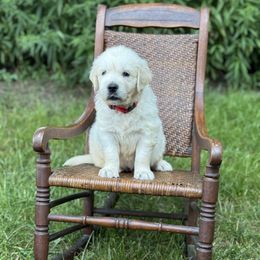 Boy 3 - male Golden Retriever puppy in Germantown, Ohio from Doodle Patch Farm
